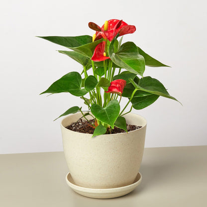 Anthurium &