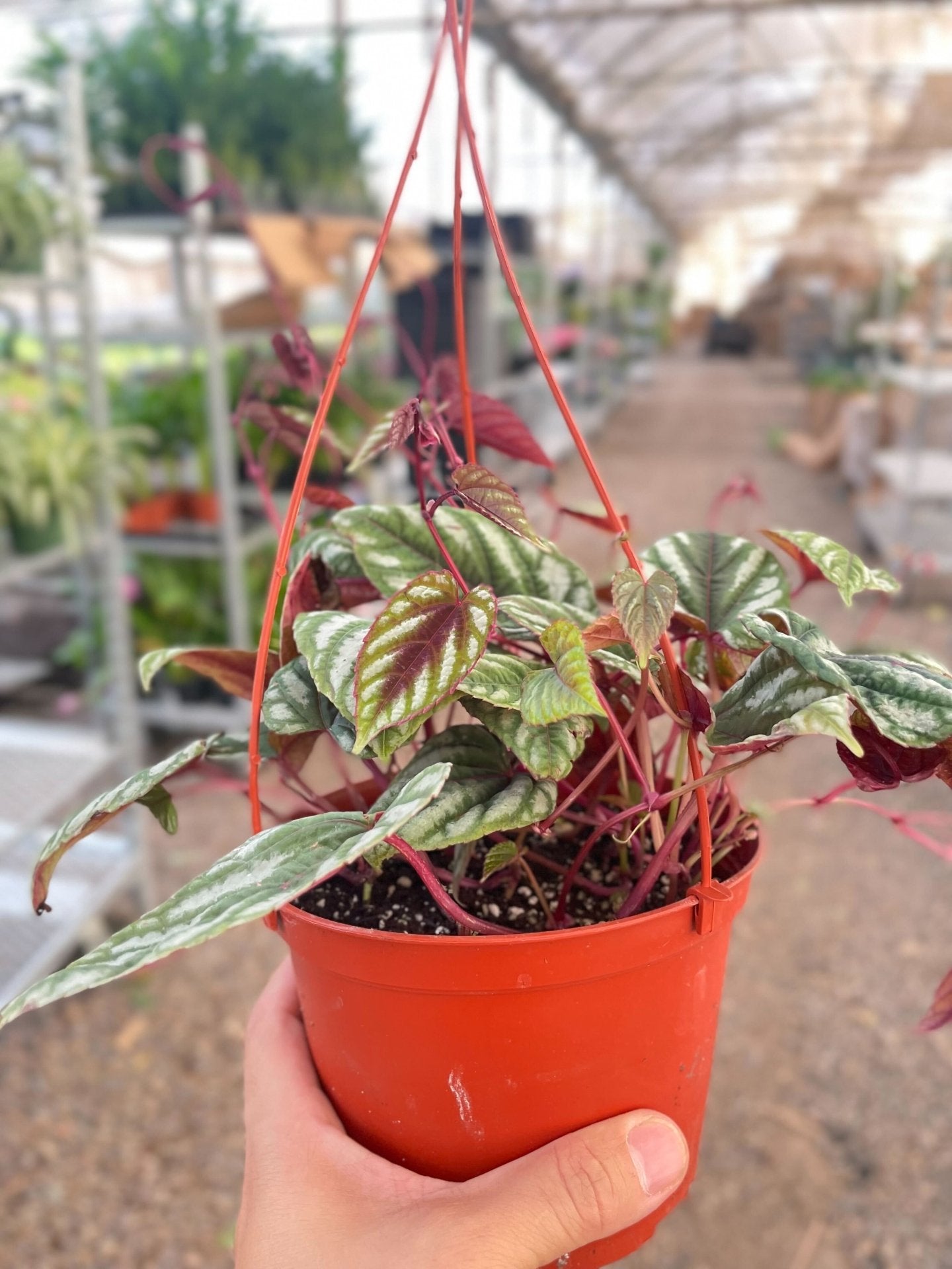Begonia Rex Vine - 6&quot; Pot - Ethereal Company