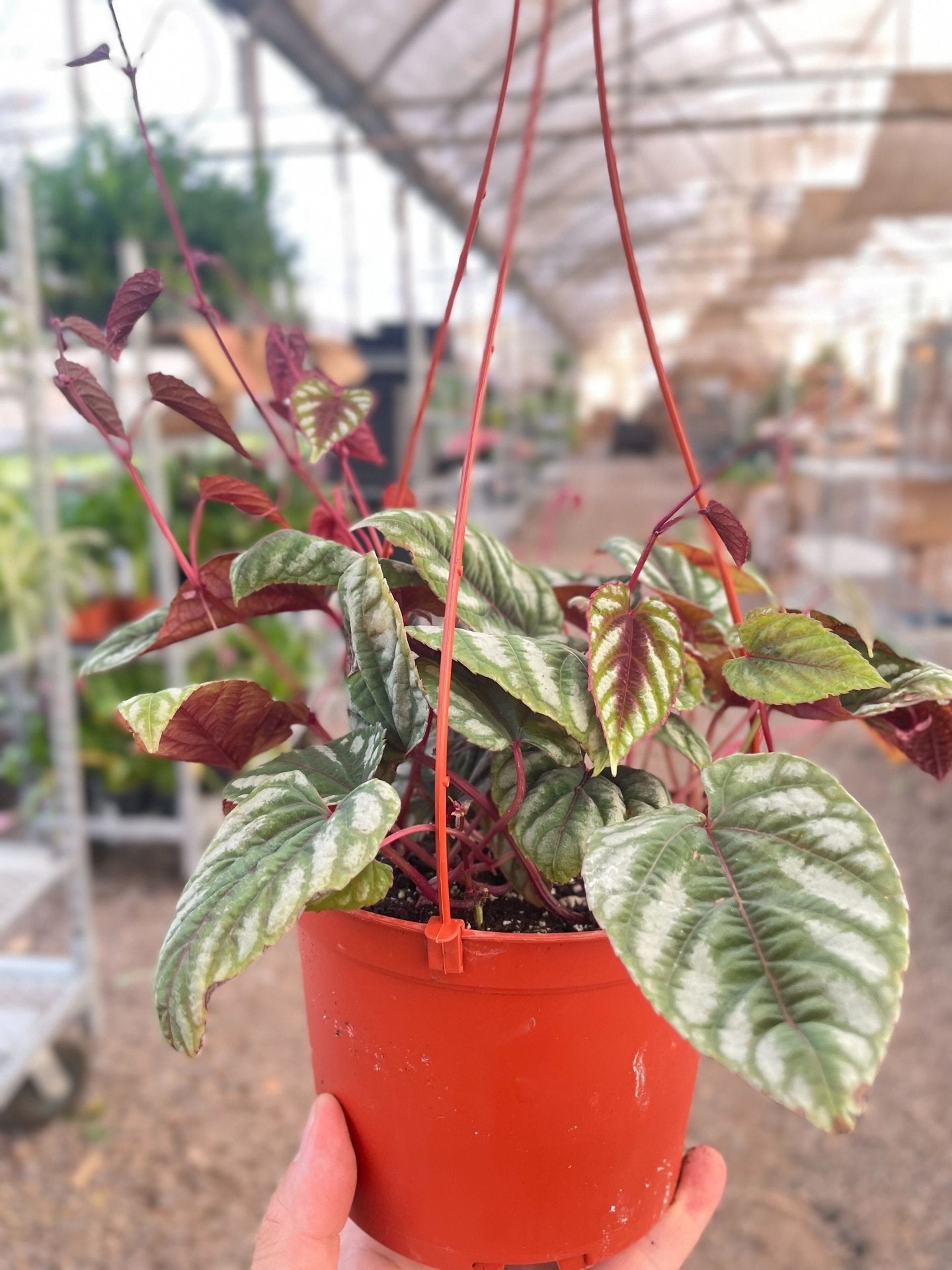 Begonia Rex Vine - 6&quot; Pot - Ethereal Company