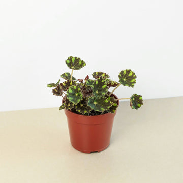 Begonia Tiger Paws - 4&quot; Pot - Ethereal Company