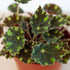 Begonia Tiger Paws - 4" Pot - Ethereal Company