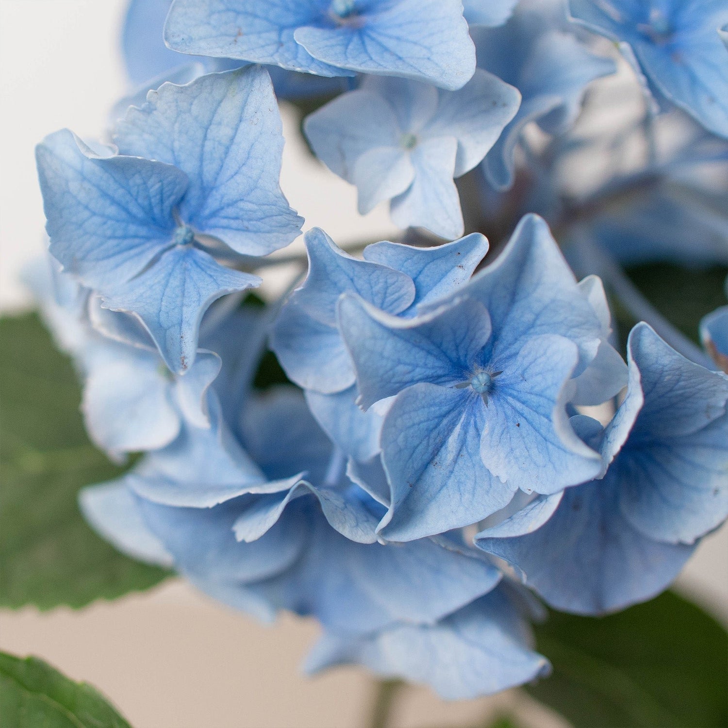 Blue Hydrangea - Ethereal Company