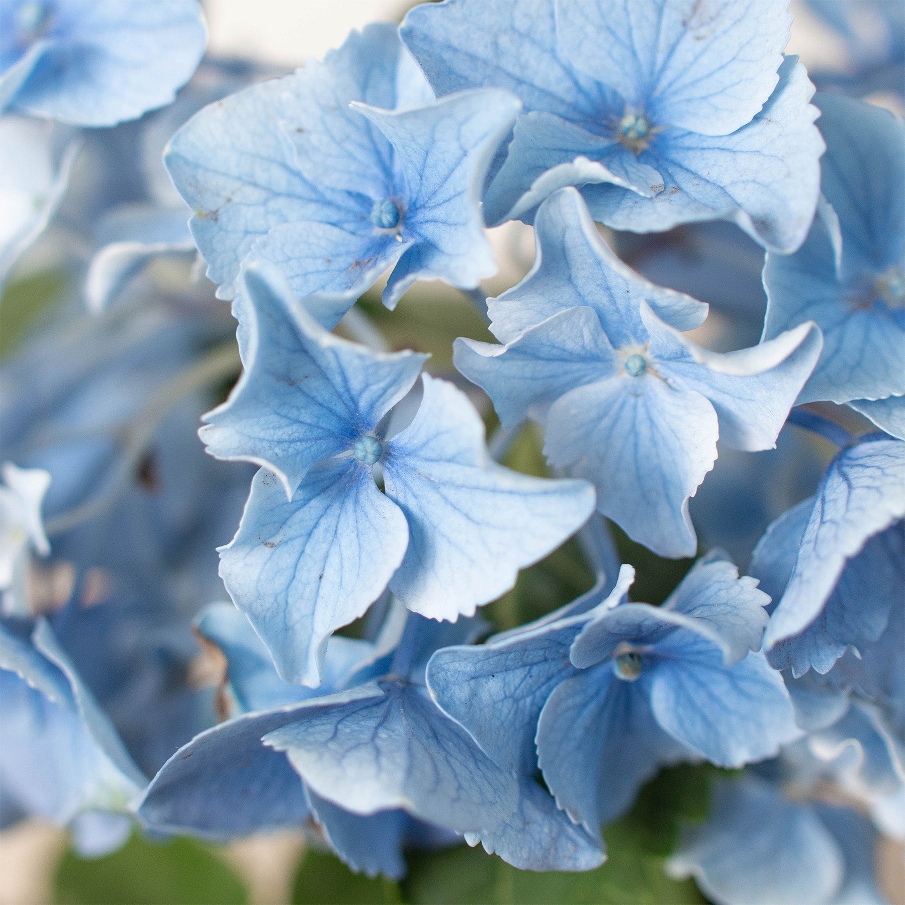 Blue Hydrangea - Ethereal Company