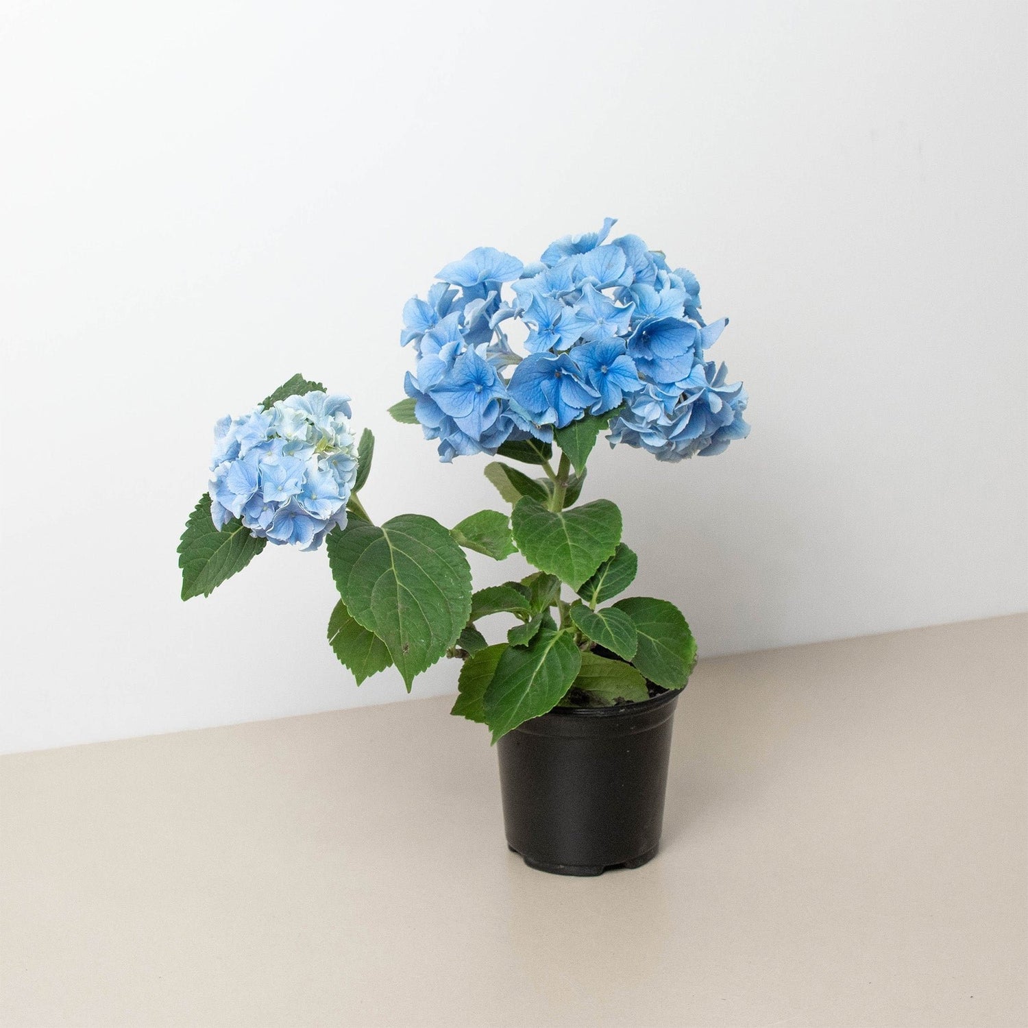 Blue Hydrangea - Ethereal Company