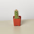 Cactus Variety - 2" Pot - Ethereal Company