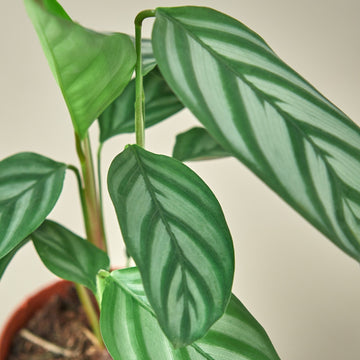 Calathea &