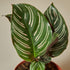 Calathea &