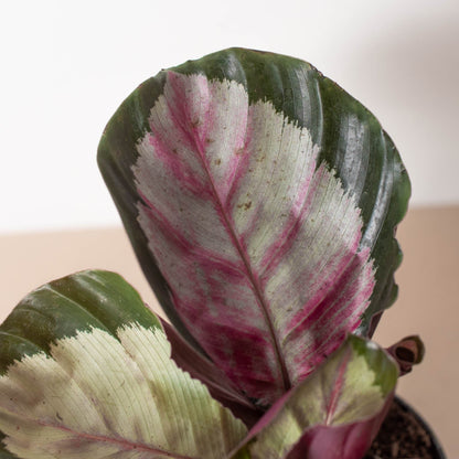 Calathea roseopicta &