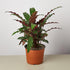 Calathea Rufibarba &