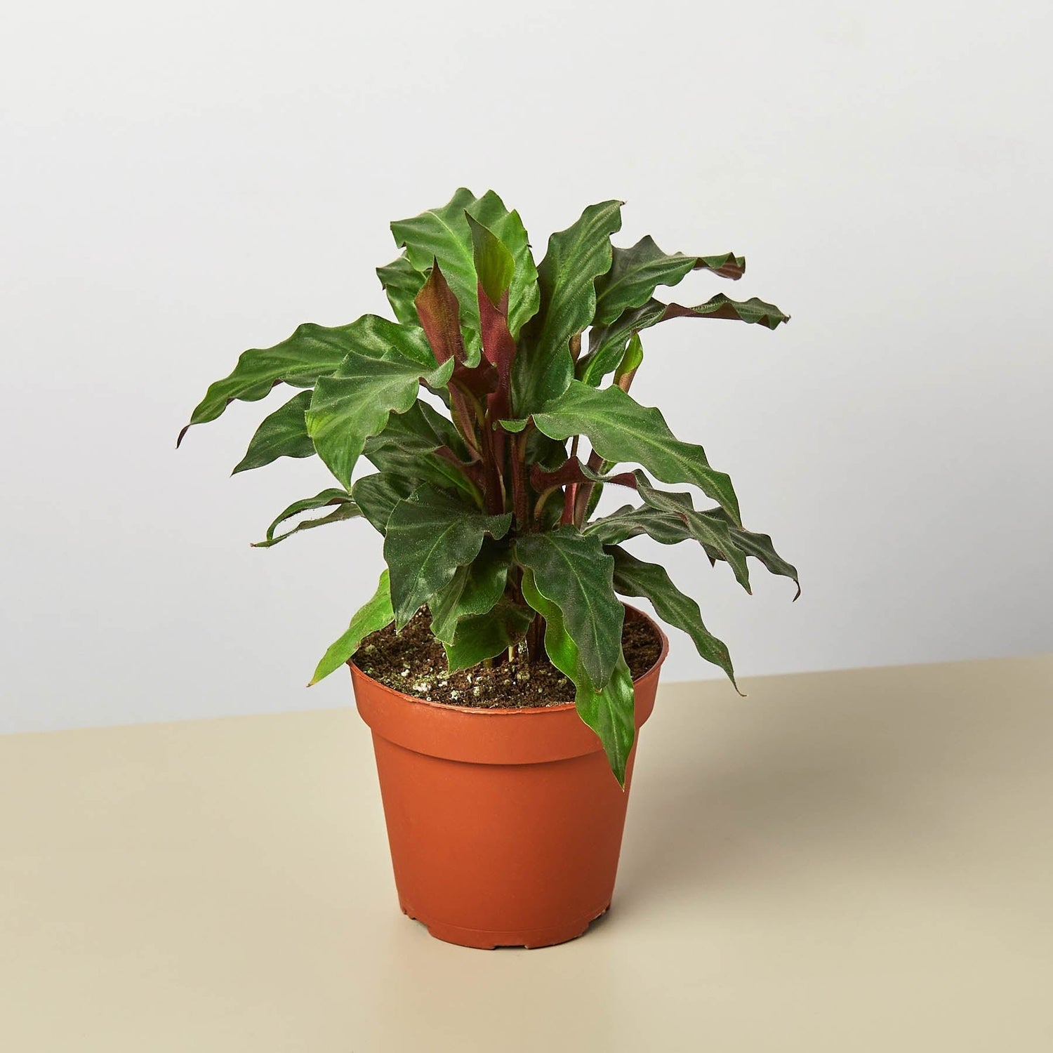 Calathea Rufibarba &