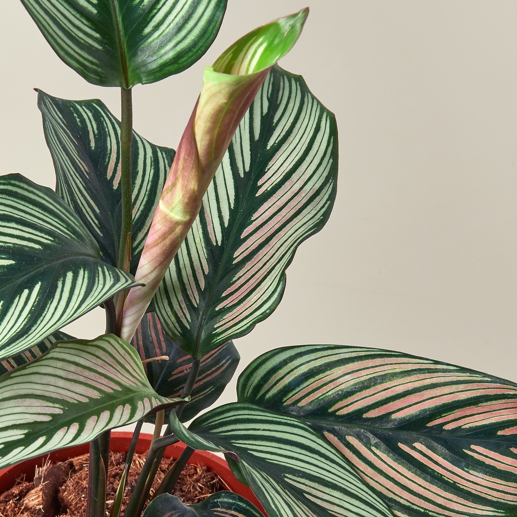 Calathea &