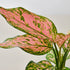 Chinese Evergreen &