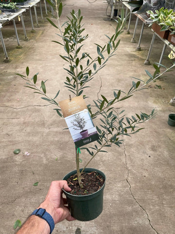 Common Olive Tree (Olea europaea) - Ethereal Company