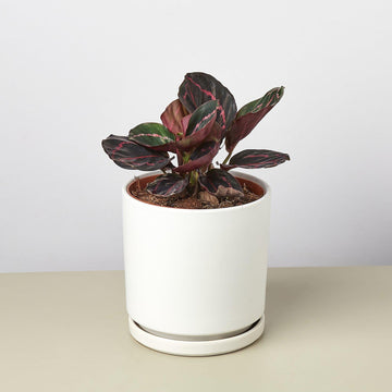 Cylinder Planter - Ethereal Company