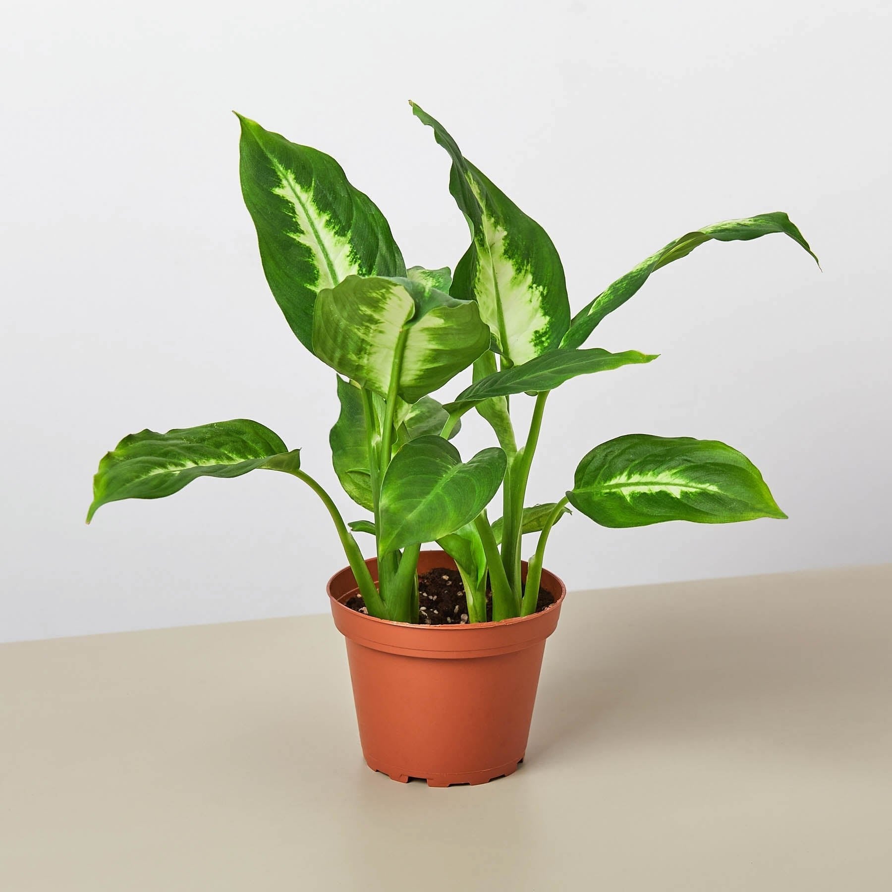 Dieffenbachia Camille - Ethereal Company