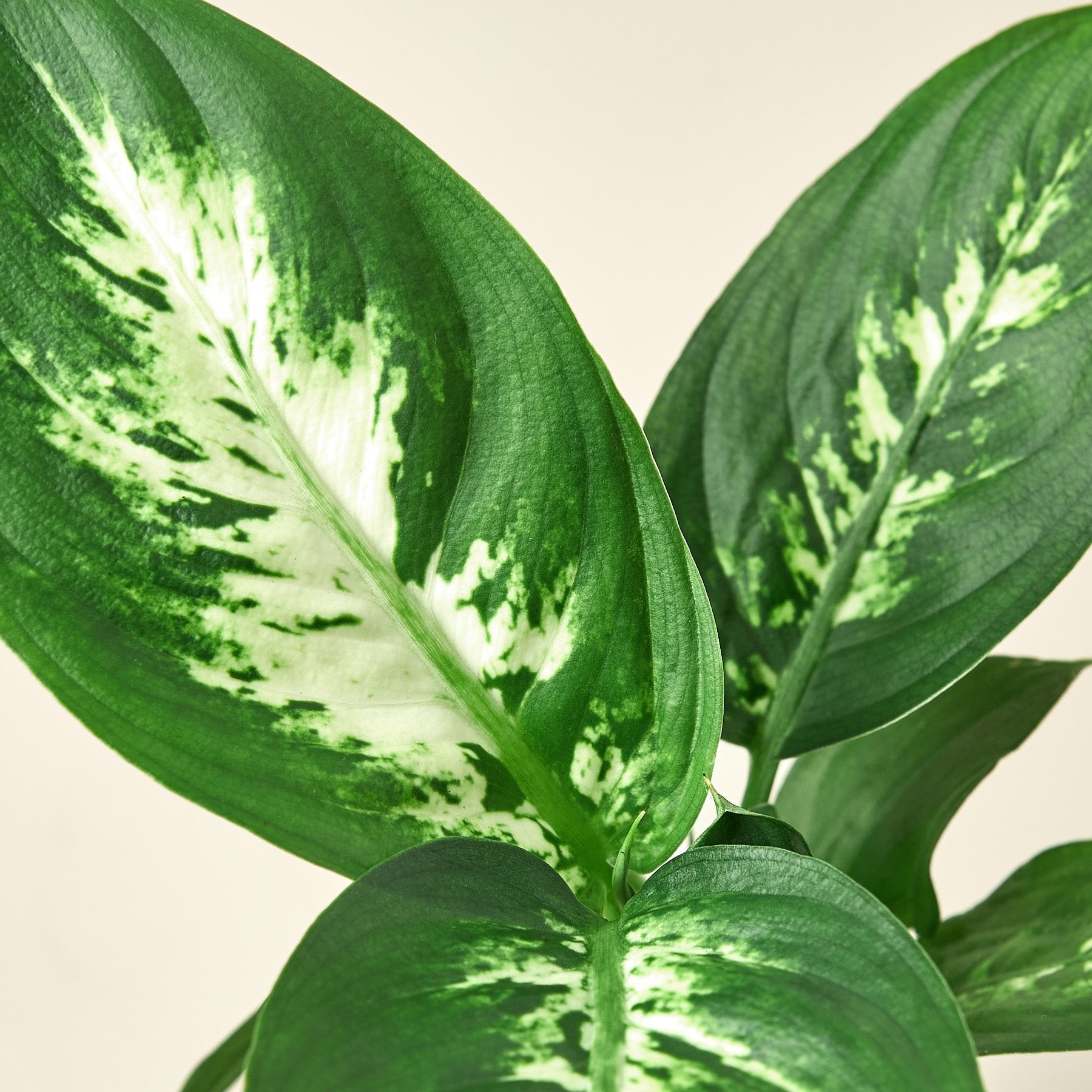 Dieffenbachia Camille - Ethereal Company
