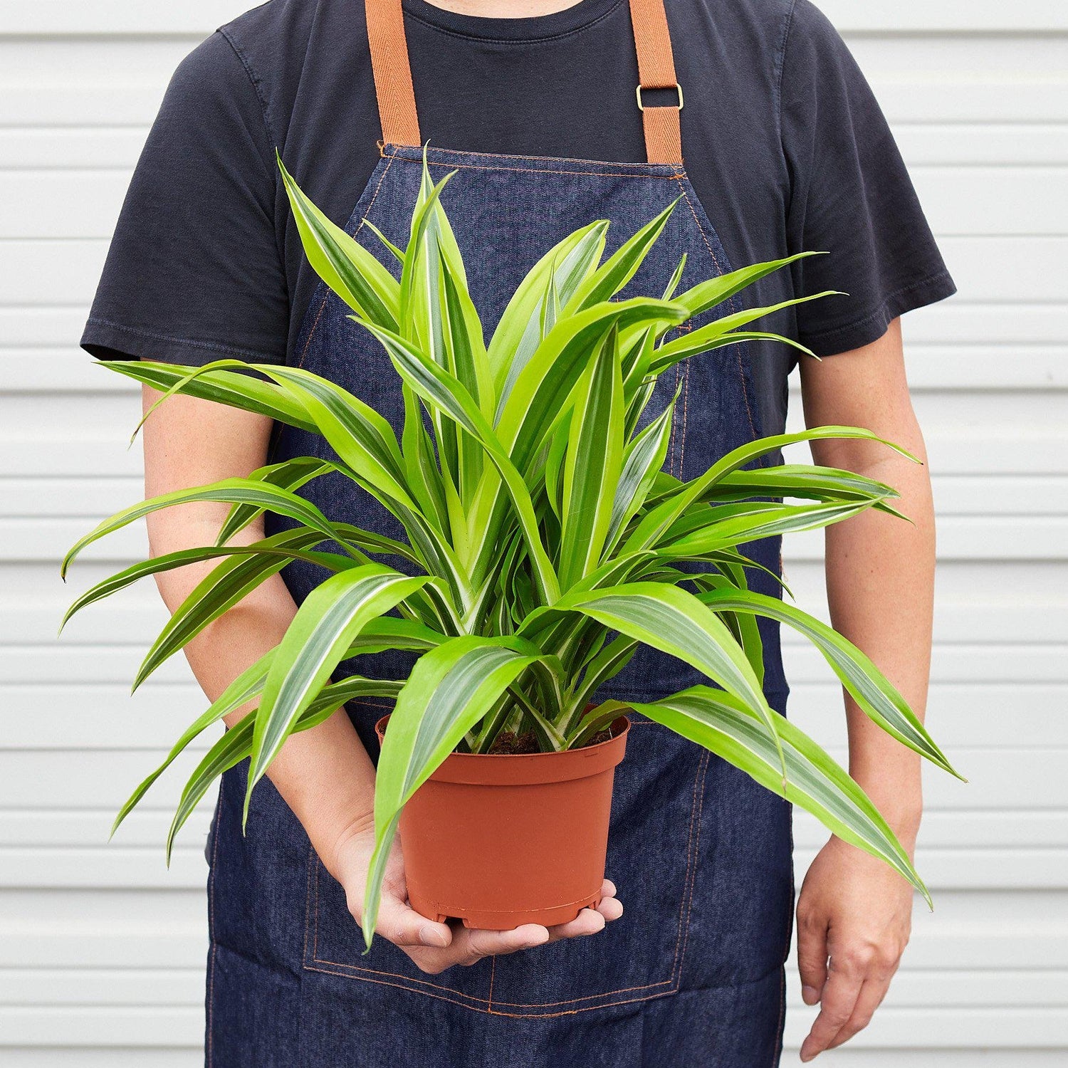 Dracaena Deremensis &