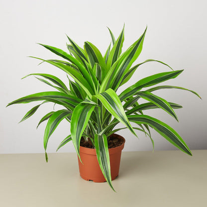 Dracaena Deremensis &