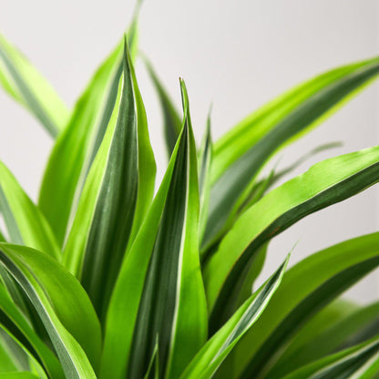 Dracaena Deremensis &