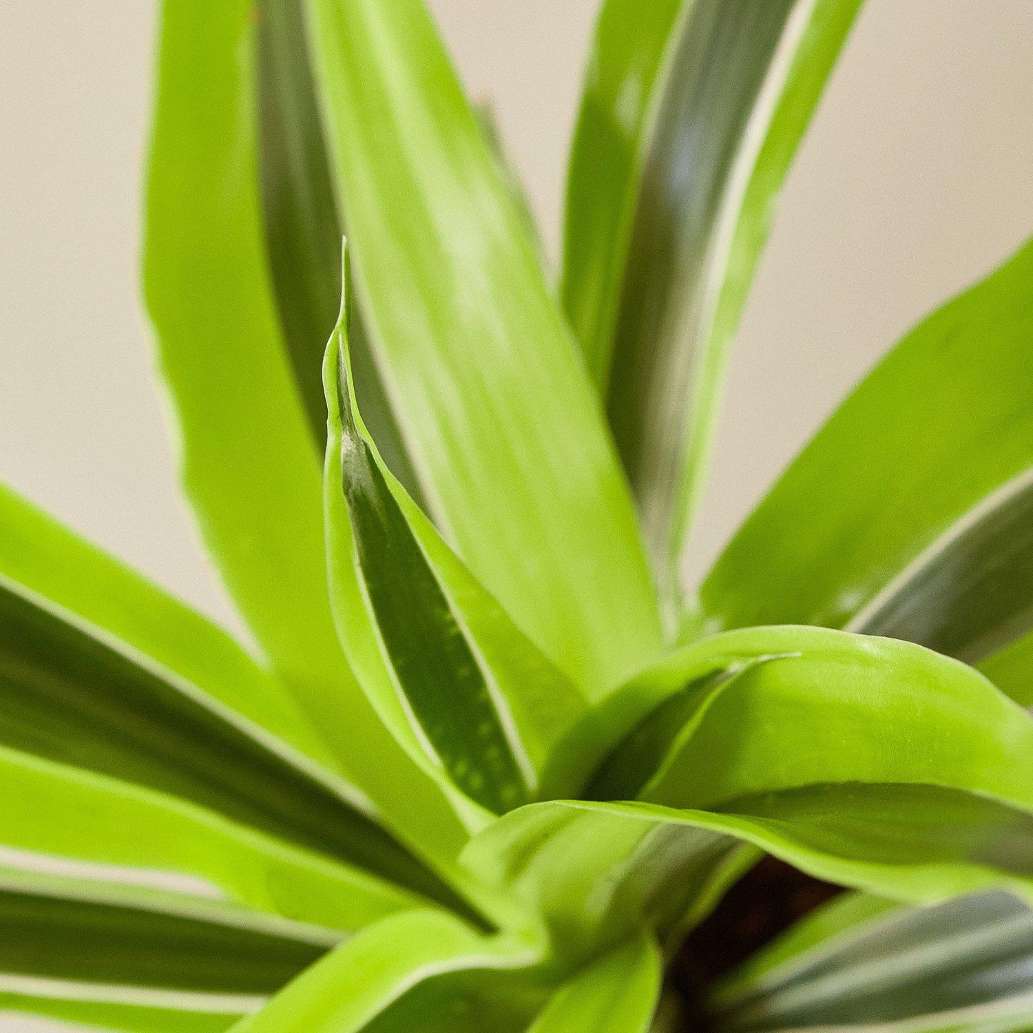 Dracaena Deremensis &