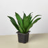 Dracaena &