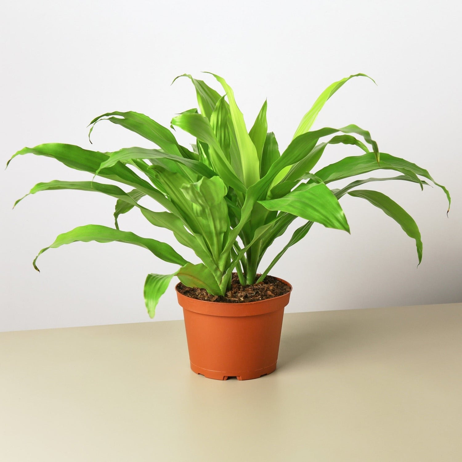 Dracaena &