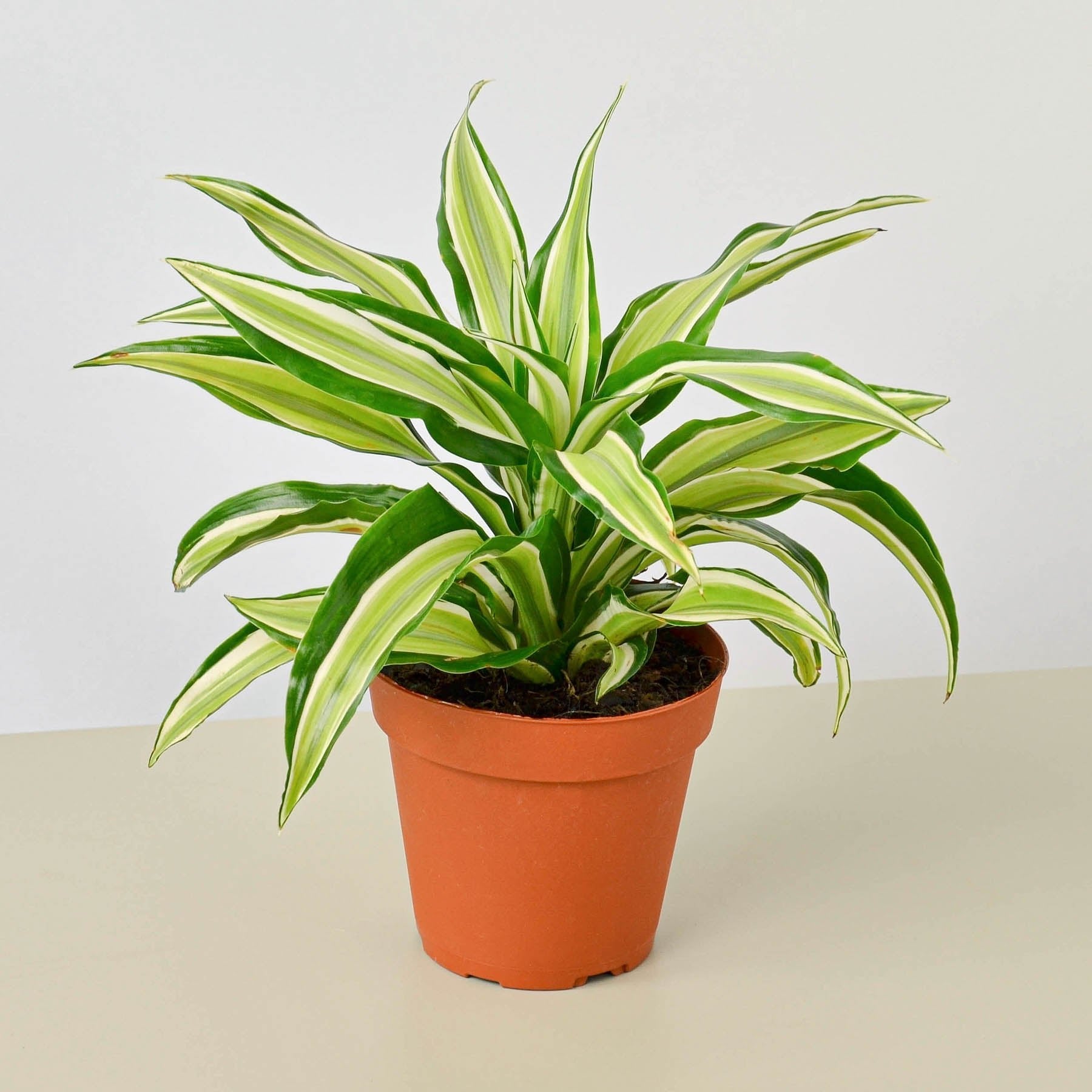 Dracaena &