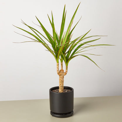 Dracaena &