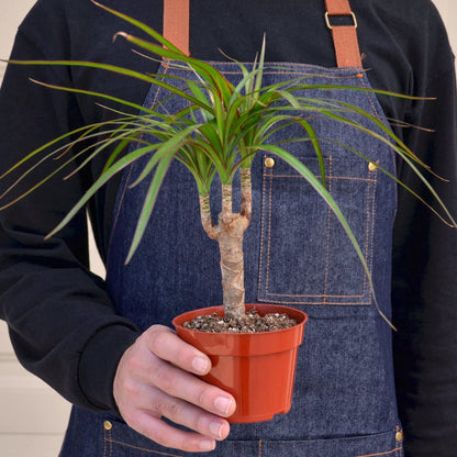 Dracaena &