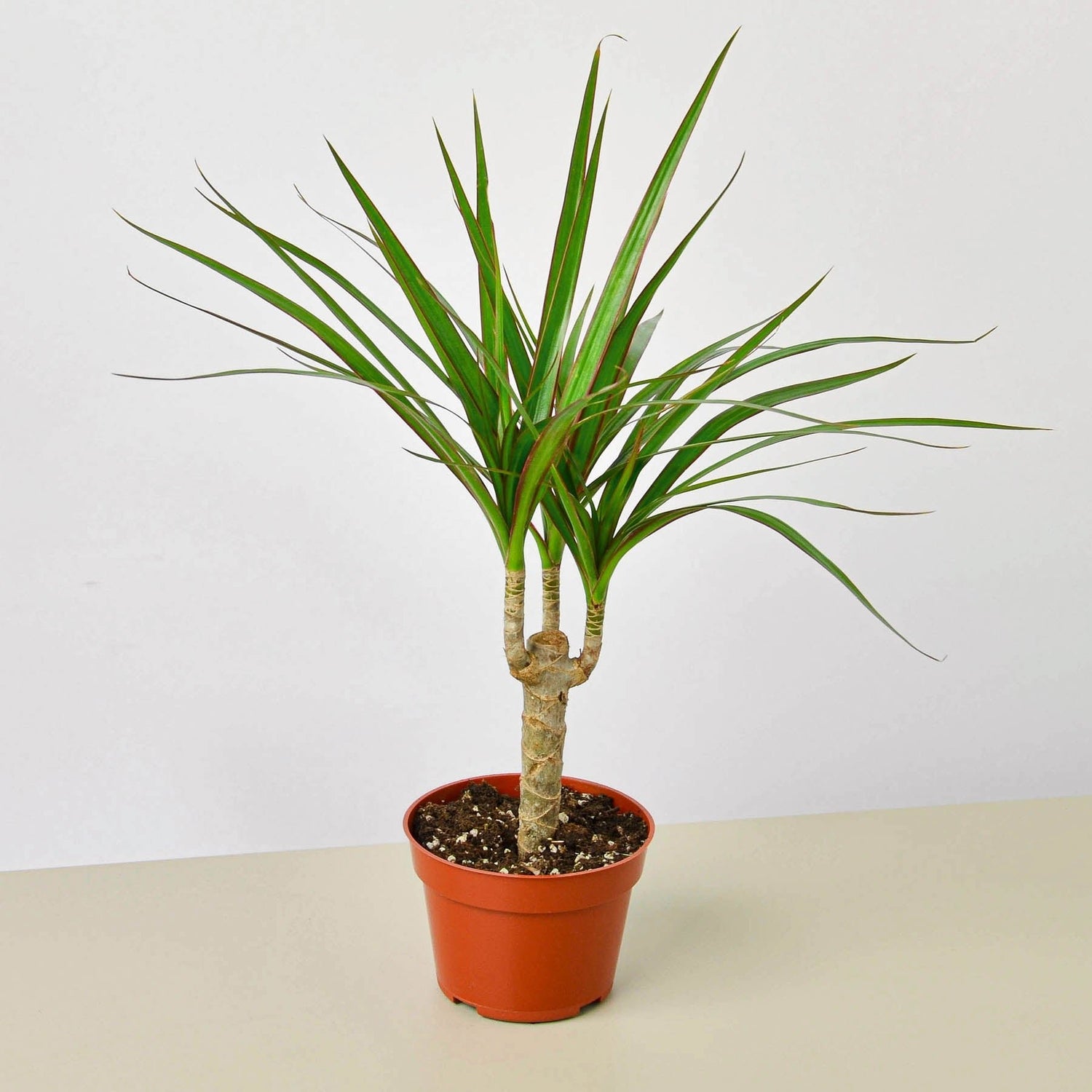 Dracaena &