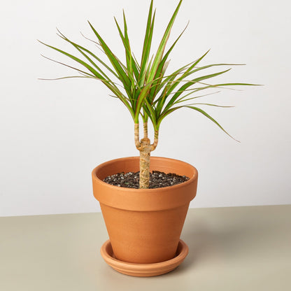 Dracaena &