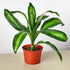 Dracaena &