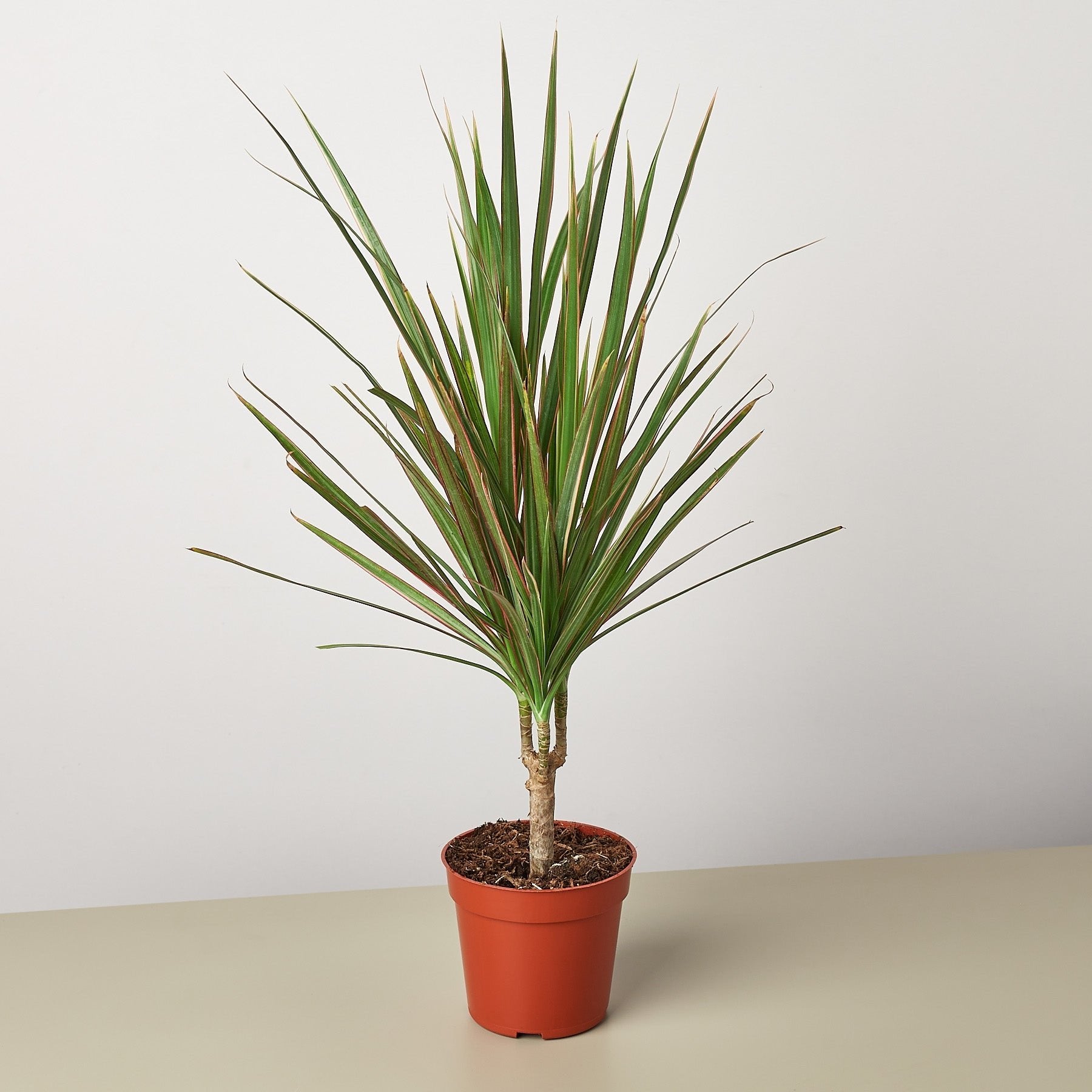 Dracaena &