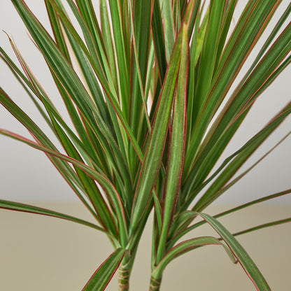 Dracaena &