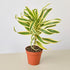 Dracaena Song of India - Ethereal Company