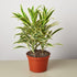 Dracaena Song of India - Ethereal Company