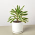 Dracaena Song of India - Ethereal Company