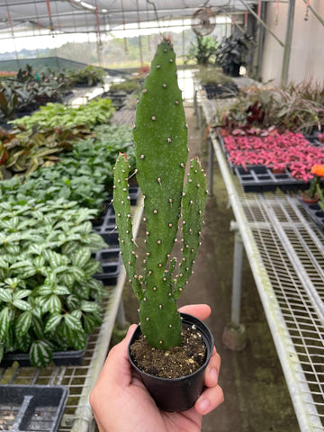 Drooping Prickly Pear Cactus - Ethereal Company