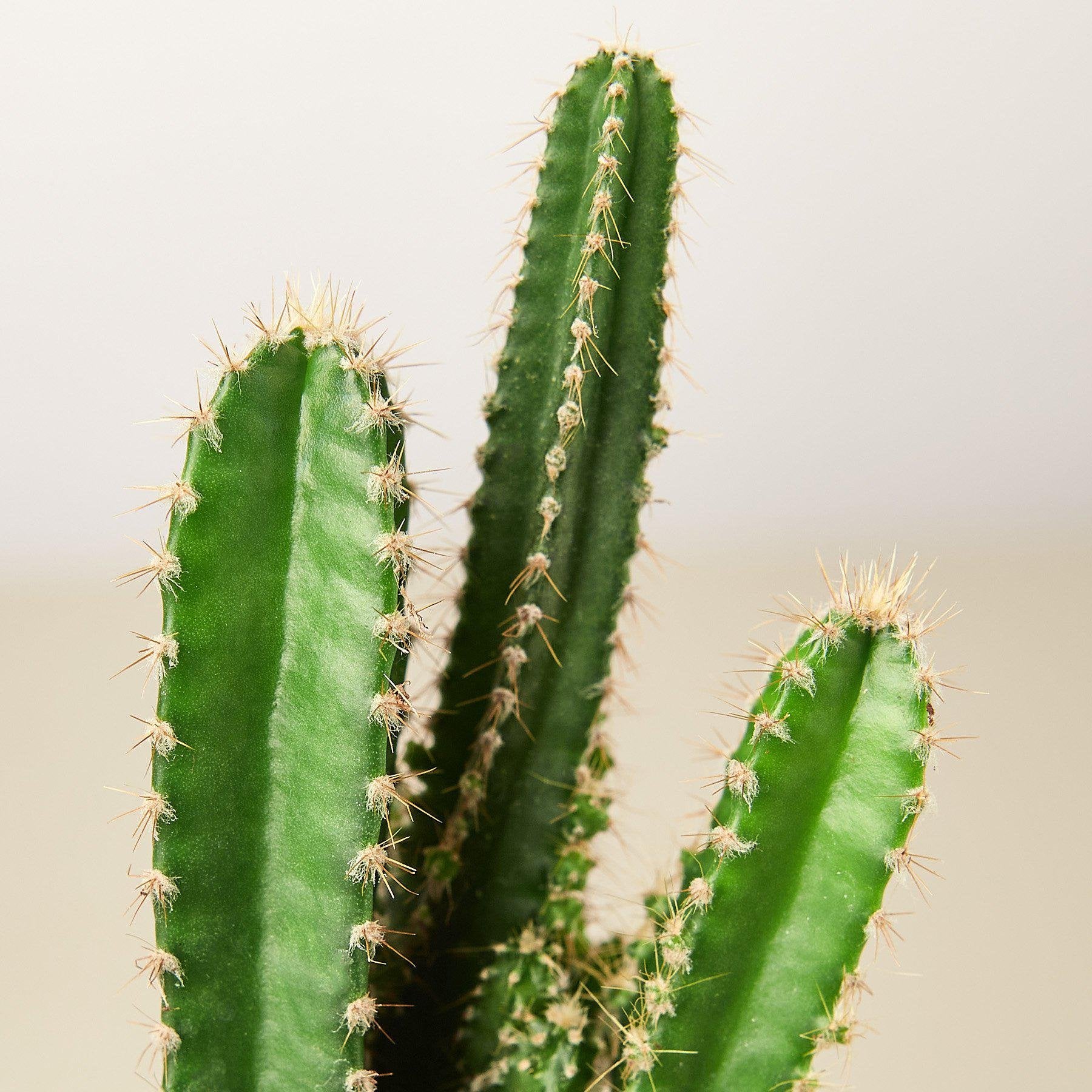 Fairy Castle Cactus Signed Art Print, on sale Black and White Acanthocereus Botanical Photo