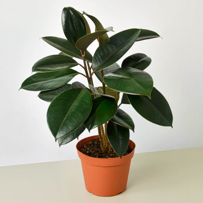 Ficus Elastica &