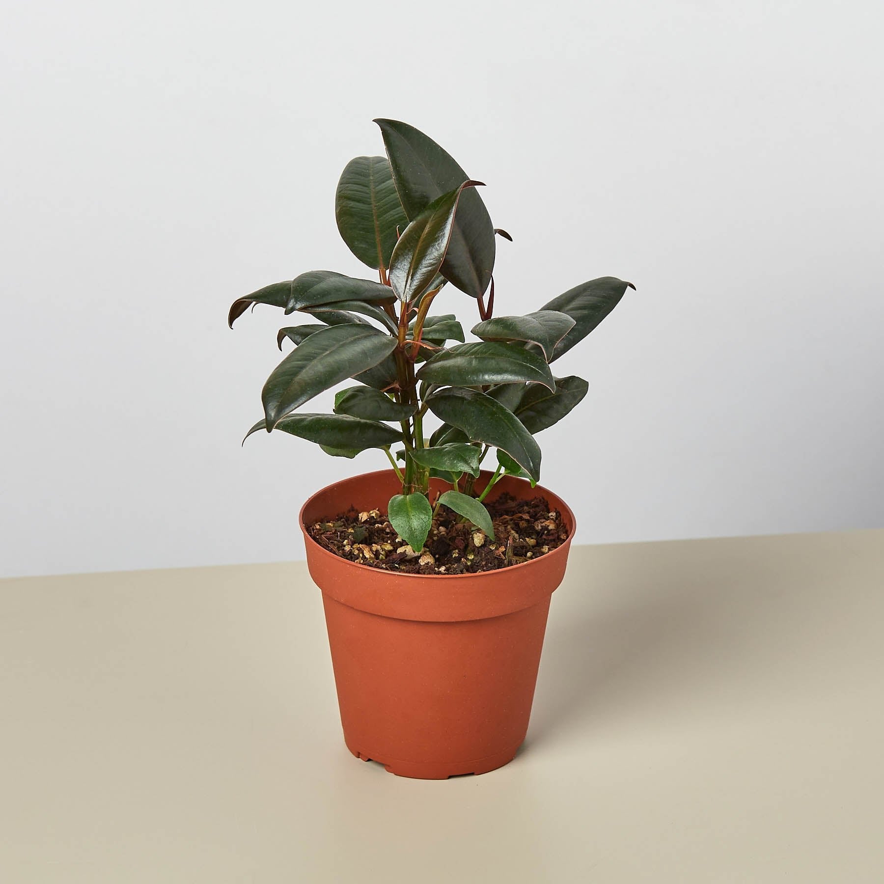 Ficus Elastica &