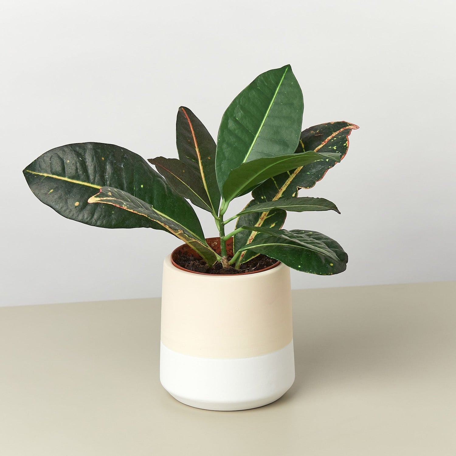 Gradient Cylinder Pot - 5 Inch - Ethereal Company