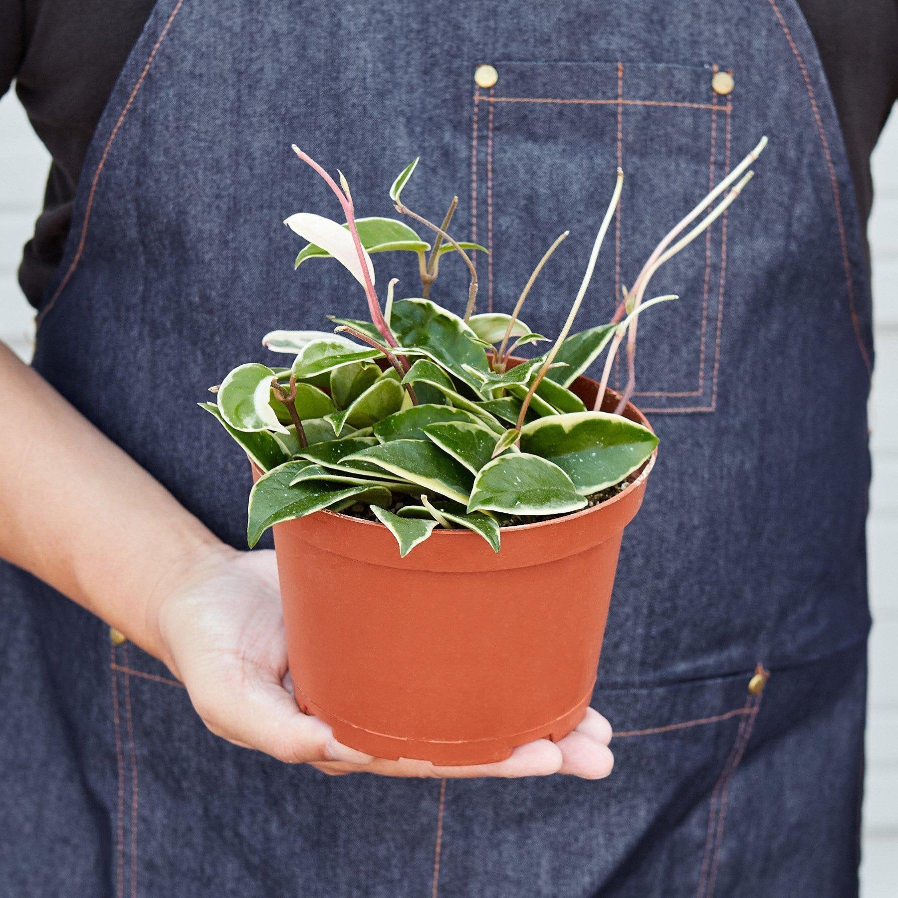 Hoya Carnosa &