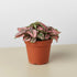 Hypoestes &