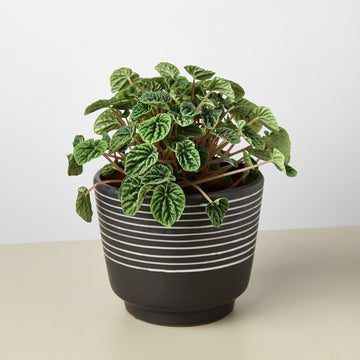 Kojo Planter - 7.25 Inch - Ethereal CompanyPots &amp; Planters