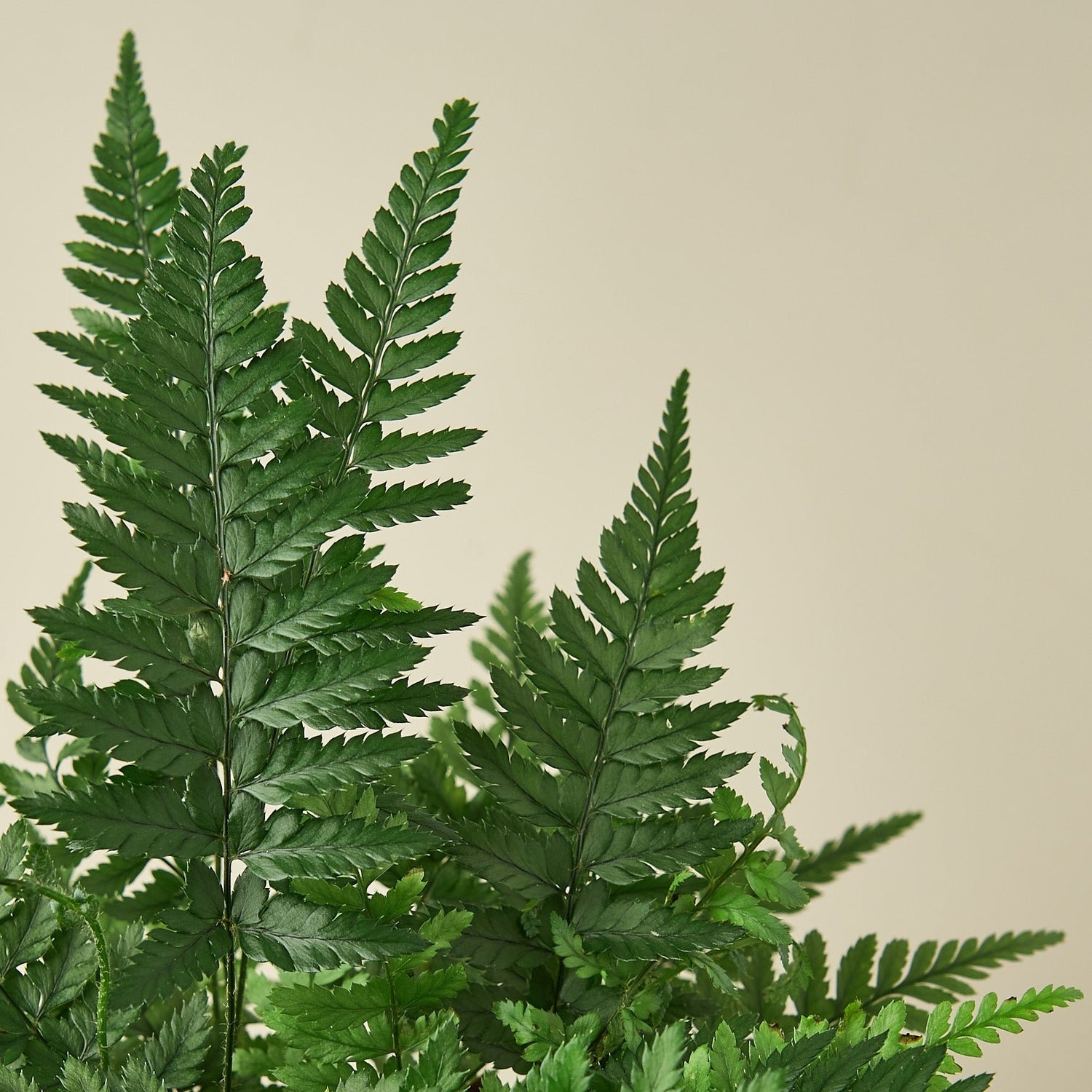 Korean Rock Fern - Ethereal Company