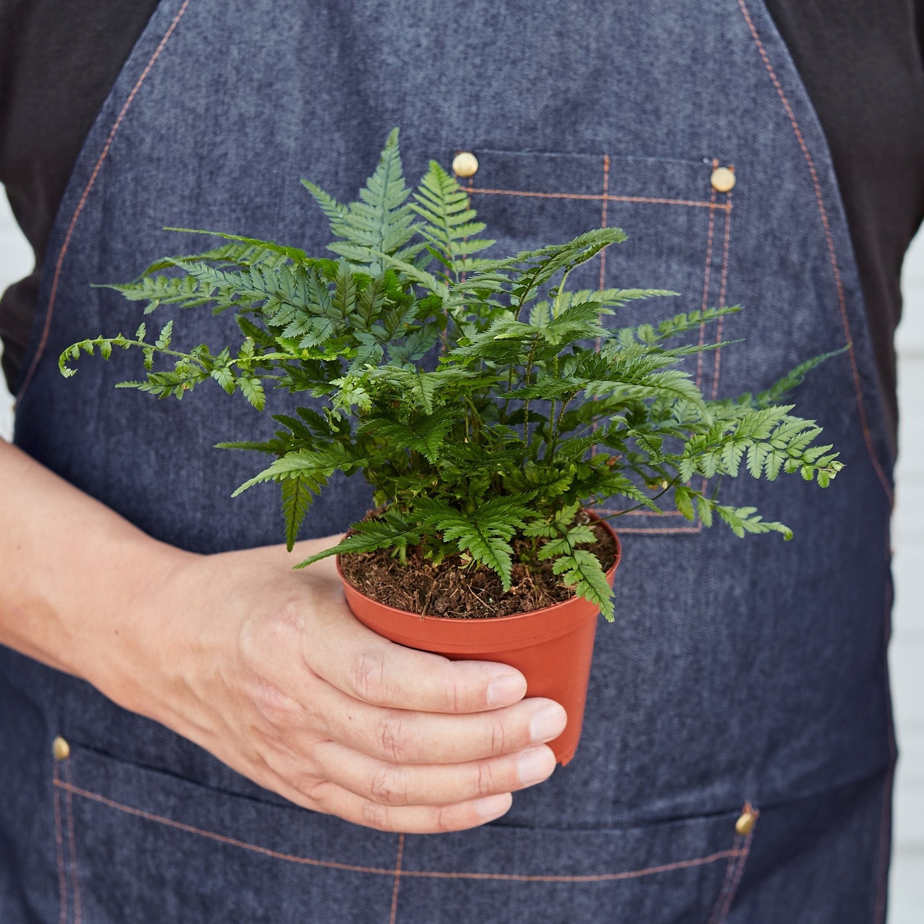 Korean Rock Fern - Ethereal Company