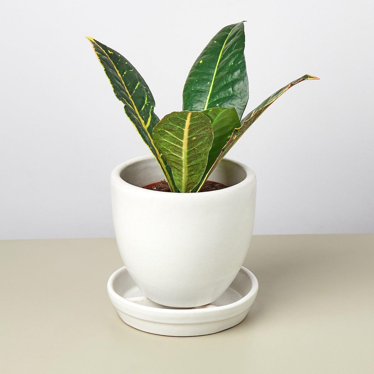 Liberty Bell Planter - Ethereal Company