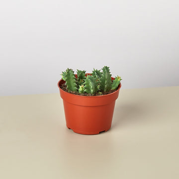 Lifesaver Cactus - Ethereal Company