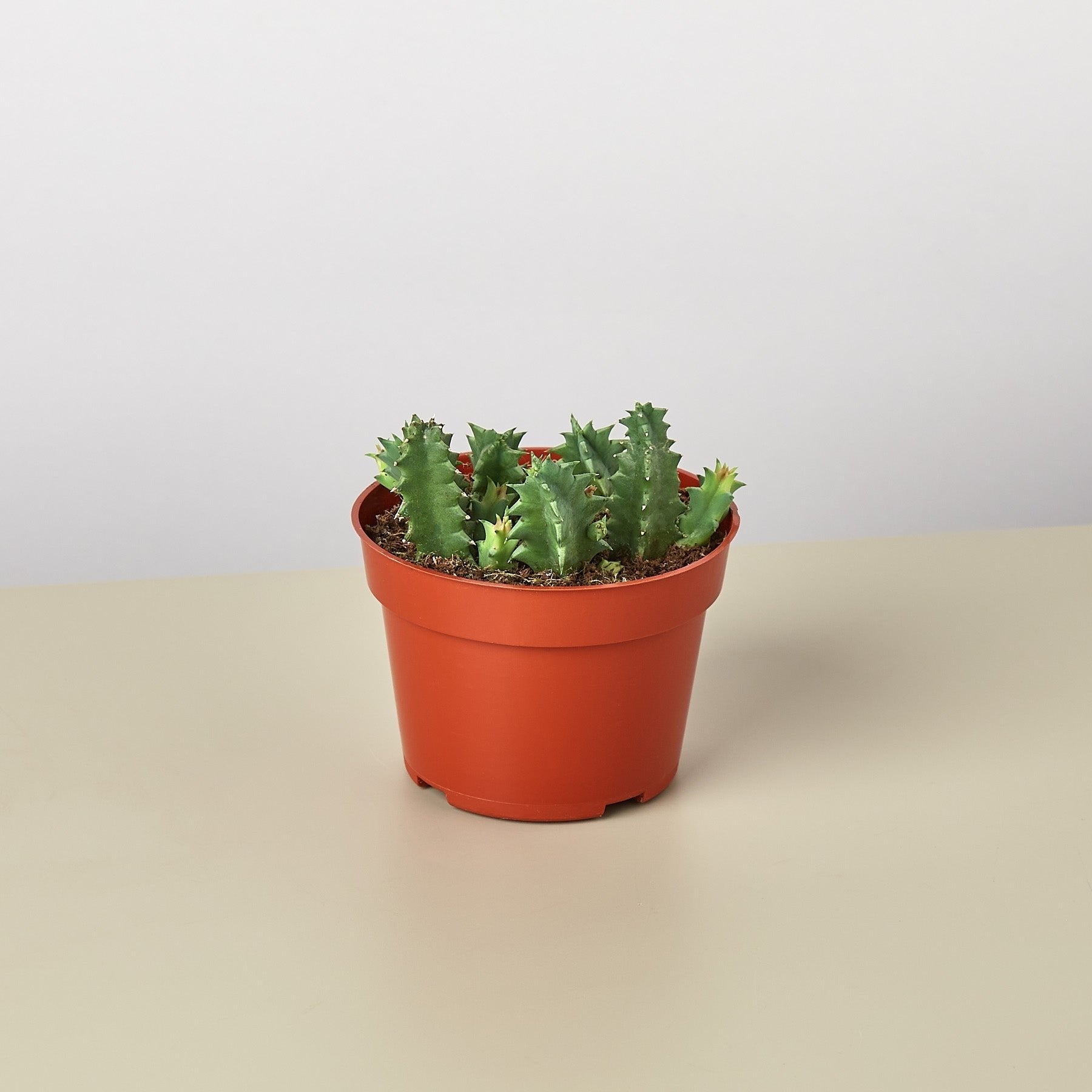 Lifesaver Cactus - Ethereal Company